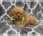 Small Photo #19 Cavapoo Puppy For Sale in LAKELAND, FL, USA