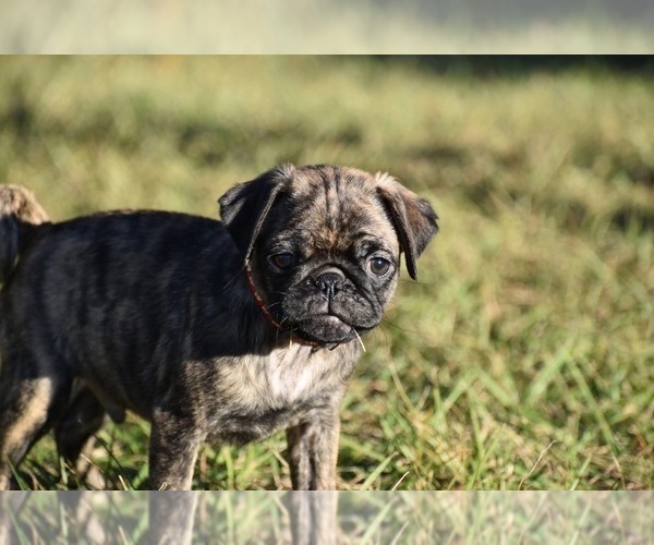 Medium Photo #6 Pug Puppy For Sale in PALM COAST, FL, USA