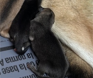 Medium German Shepherd Dog-Wolf Hybrid Mix