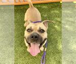 Small American Pit Bull Terrier Mix