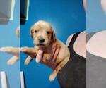 Small Photo #1 Golden Retriever Puppy For Sale in DAVENPORT, FL, USA