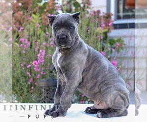 Cane Corso Puppy for sale in EAST EARL, PA, USA