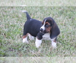 Small Photo #45 Basset Hound Puppy For Sale in MEMPHIS, MO, USA