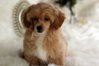 Small #12 Havanese-Poodle (Toy) Mix