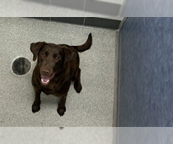 Medium Photo #1 Labrador Retriever Puppy For Sale in Fort Collins, CO, USA