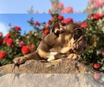 Small #8 English Bulldog