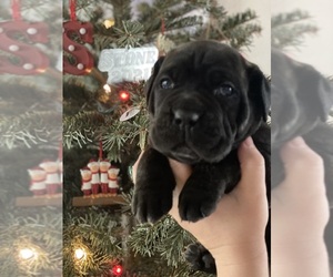 Cane Corso Puppy for Sale in SOULSBYVILLE, California USA