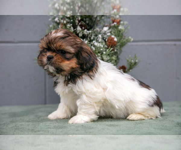 Medium Photo #2 Shih Tzu Puppy For Sale in BALTIC, OH, USA