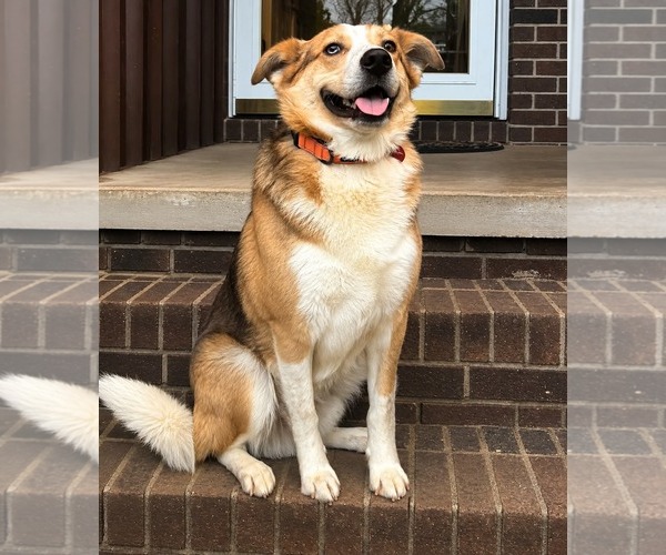 Medium Photo #1 Mutt Puppy For Sale in Shelburne, VT, USA