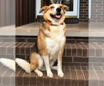 Small Mutt