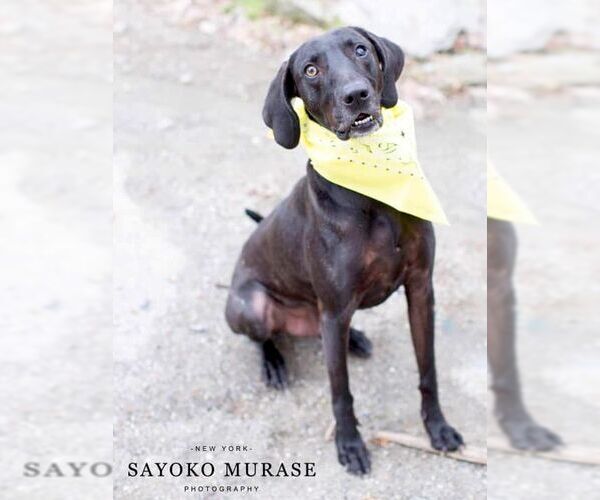 Medium Photo #33 Plott Hound-Weimaraner Mix Puppy For Sale in Rockaway, NJ, USA