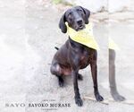 Small #32 Plott Hound-Weimaraner Mix
