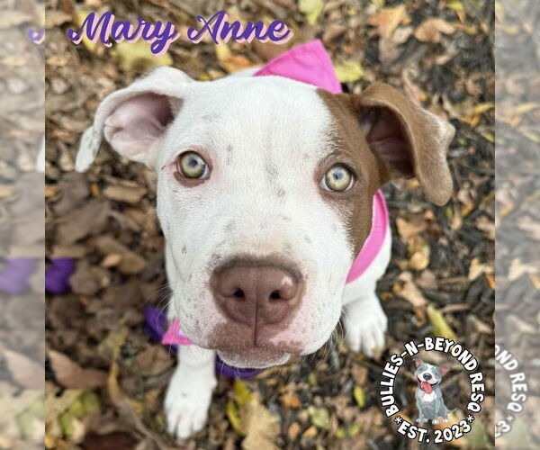 Medium Photo #7 Staffordshire Bull Terrier Puppy For Sale in Omaha, NE, USA