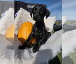 Small #1 Labrador Retriever Mix
