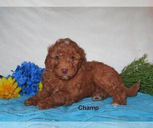 Goldendoodle (Miniature) Puppy for sale in GREENBANK, PA, USA