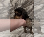 Small #1 Yorkshire Terrier