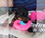 Small Photo #7 Rottweiler Puppy For Sale in CHATHAM, VA, USA