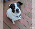 Small #7 Colonial Cocker Spaniel-Pointer Mix