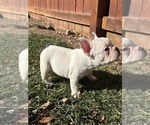 Small #7 French Bulldog