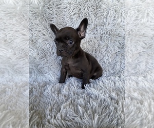 French Bulldog Puppy for sale in BEECH GROVE, IN, USA