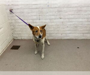 Mutt Dogs for adoption in San Bernardino, CA, USA