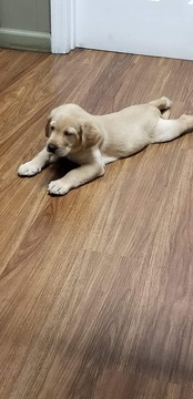 Medium Photo #3 Labrador Retriever Puppy For Sale in GODFREY, IL, USA