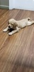 Small Photo #3 Labrador Retriever Puppy For Sale in GODFREY, IL, USA