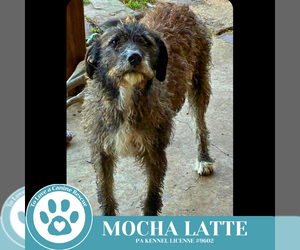 Scottish Deerhound Dogs for adoption in Kimberton, PA, USA