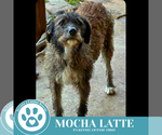 Small Scottish Deerhound