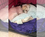 Small #2 Maltese Mix