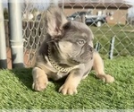 Small #3 French Bulldog