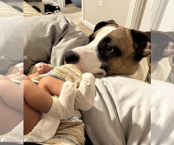 Medium Photo #3 Boxer-Unknown Mix Puppy For Sale in Holly Springs, NC, USA