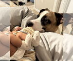 Small #2 Boxer Mix