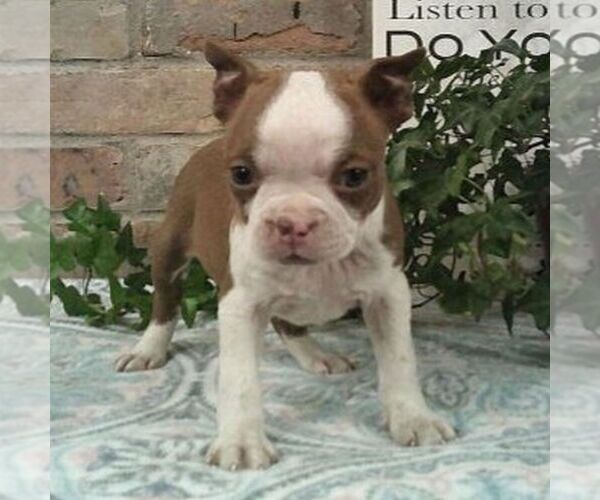 Medium Photo #1 Boston Terrier Puppy For Sale in HOT SPRINGS, SD, USA