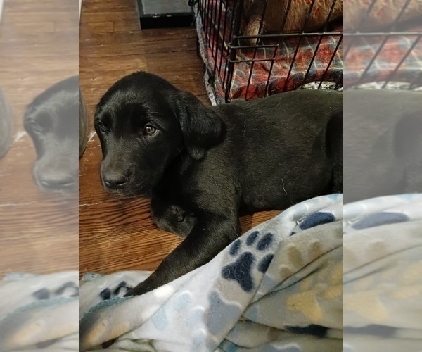 Medium Photo #2 English Cream Golden Retriever-Newfoundland Mix Puppy For Sale in SHEBOYGAN FALLS, WI, USA