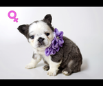 Puppy Valentina French Bulldog