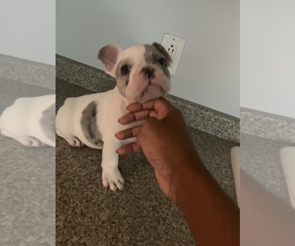 Medium Photo #4 French Bulldog Puppy For Sale in BRIDGEPORT, CT, USA