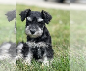 Schnauzer (Miniature) Puppy for Sale in MEDINA, Ohio USA