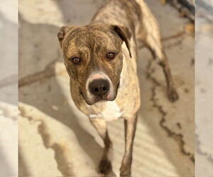 Catahoula Leopard Dog-Unknown Mix Dogs for adoption in Tulsa, OK, USA