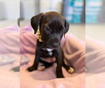 Small #2 Mutt