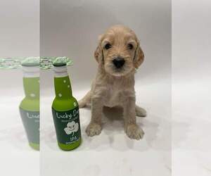 Goldendoodle Puppy for Sale in NEWARK, New Jersey USA