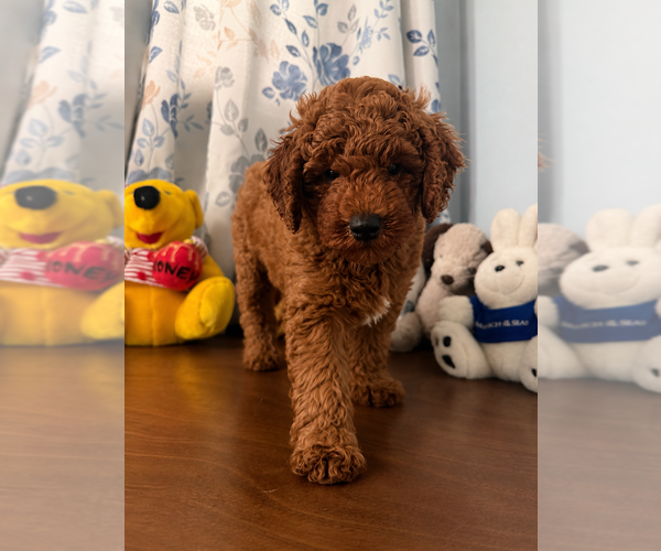 Medium Photo #7 Poodle (Miniature) Puppy For Sale in DURHAM, CT, USA