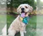 Small #2 Cockapoo
