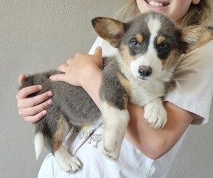 Pembroke Welsh Corgi Puppy for sale in MILTON, WI, USA