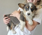 Small Pembroke Welsh Corgi