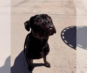 Boxer-Unknown Mix Dogs for adoption in Orange, CA, USA