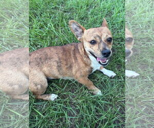 Mutt Dogs for adoption in Eastman, GA, USA