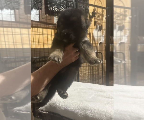 Medium Photo #3 German Shepherd Dog Puppy For Sale in LA FAYETTE, NY, USA
