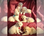 Small Photo #1 English Cream Golden Retriever Puppy For Sale in RUSSIAVILLE, IN, USA