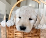 Small #1 Goldendoodle